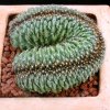 Copiapoa_humilis_cristata